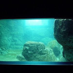 Sea Cliffs - Sea Otter Exhibit (Underwater Viewing)