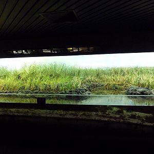 Salt Marsh Exhibit