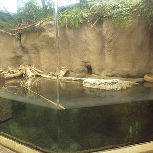 Wetlands on the Edge - River Otter Exhibit