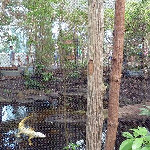 Cape Fear Conservatory - White Alligator Exhibit