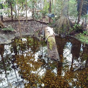 Cape Fear Conservatory - White Alligator Exhibit