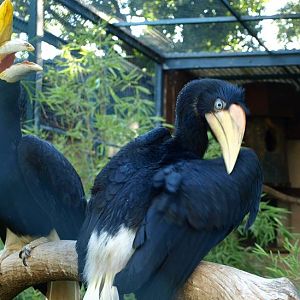 Rhinoceros hornbills