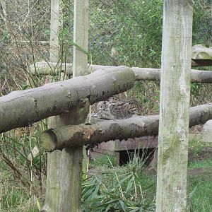 CWP Curraghs Wildlife Park