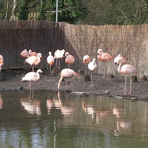 CWP Curraghs Wildlife Park