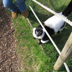 CWP Curraghs Wildlife Park