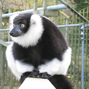 CWP Curraghs Wildlife Park