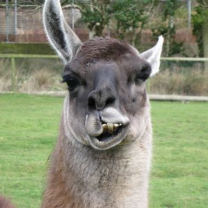 CWP Curraghs Wildlife Park