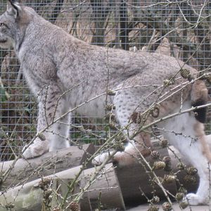 CWP Curraghs Wildlife Park