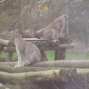 CWP Curraghs Wildlife Park