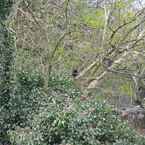 CWP Curraghs Wildlife Park