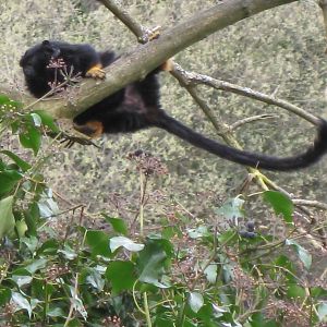 CWP Curraghs Wildlife Park