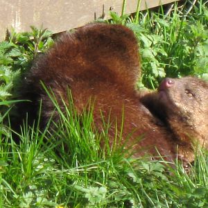 CWP Curraghs Wildlife Park