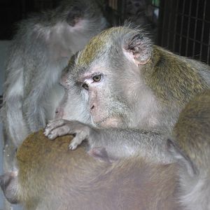 CWP Curraghs Wildlife Park