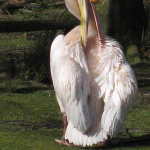 CWP Curraghs Wildlife Park