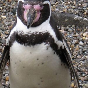 CWP Curraghs Wildlife Park