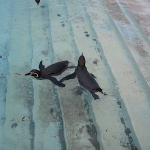 CWP Curraghs Wildlife Park