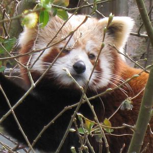 CWP Curraghs Wildlife Park