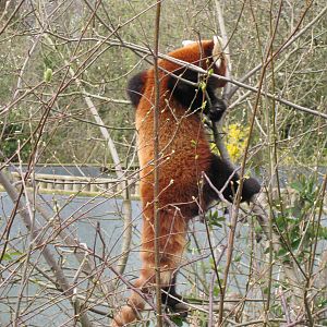 CWP Curraghs Wildlife Park