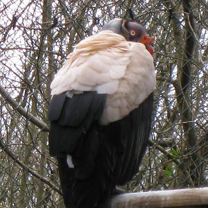 CWP Curraghs Wildlife Park