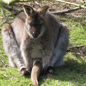 CWP Curraghs Wildlife Park