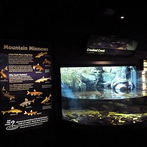 Mountain Minnows Exhibit