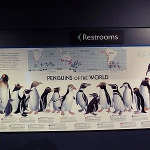 Penguins of the World Poster