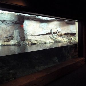 River Otter Exhibit