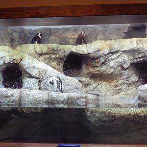Black-Footed Penguin Exhibit (Temporary Summer Rental)