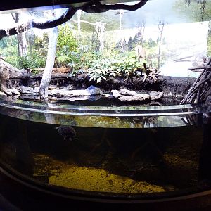 Coastal Plain Gallery - Turtle Pool