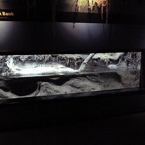 Coastal Plain Gallery - Juvenile American Alligator Exhibit