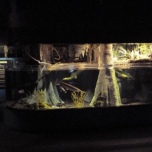 Coastal Plain Gallery - Mixed-Species Tank