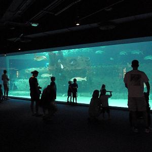 Ocean Gallery: Living Shipwreck Exhibit