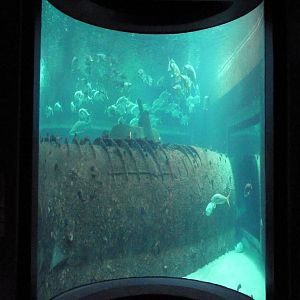 Ocean Gallery: Living Shipwreck Exhibit (Side View)