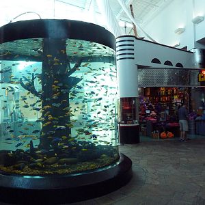 Entrance Fish Tank