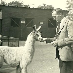 Feeding a young Llama, September 1951
