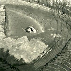 Polar Bear, September 1951