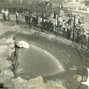 Polar Bear, September 1951