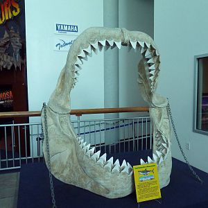 Megalodon Jaws