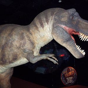 Dinosaurs - Temporary Gallery