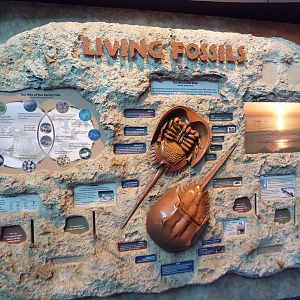 Living Fossils Wall