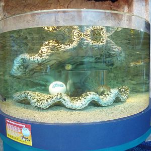 Porcupine Fish/Puffer Fish Pop-Up Bubble Tank