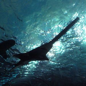 Sawfish (Rarely Exhibited in American Aquariums)