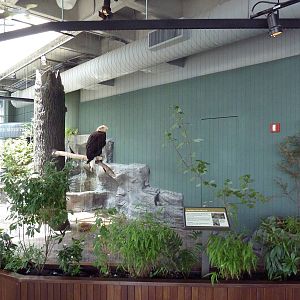 Bald Eagle Exhibit