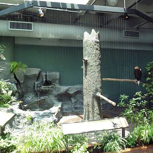 Bald Eagle Exhibit
