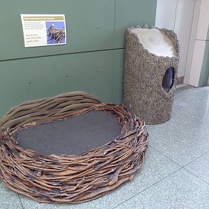 Bald Eagle Nest