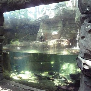 River Otter Exhibit