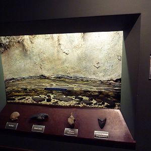 Greater Siren Exhibit (Open-Topped Tank)