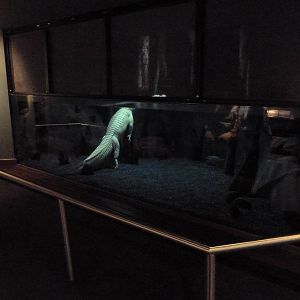 White Alligator Exhibit