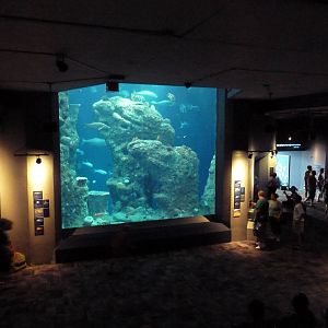Great Ocean Tank