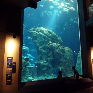 Great Ocean Tank